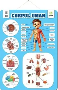 Corpul uman (poster)