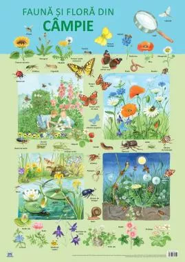 Plansa Fauna si flora din campie