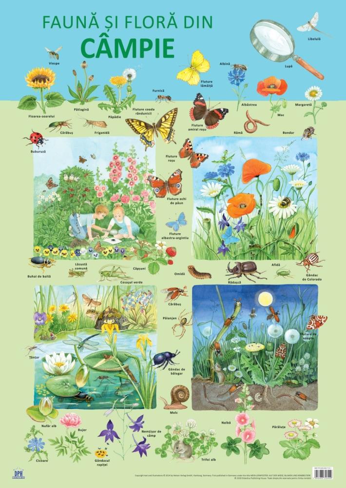 Plansa Fauna si flora din campie