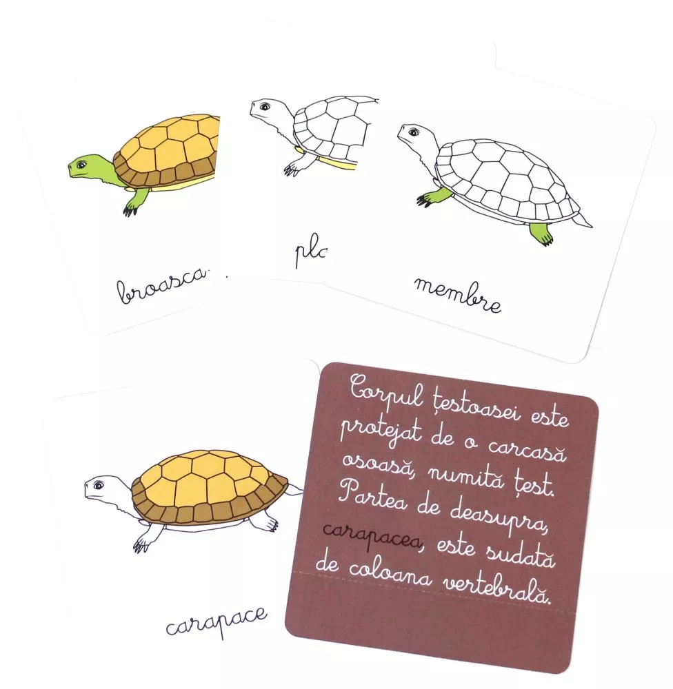 Lectii de zoologie: Vertebrate