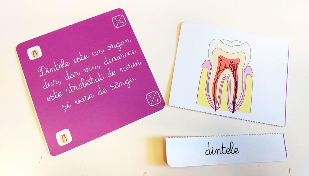 Lectii de anatomie: Organe interne. Sistemul digestiv